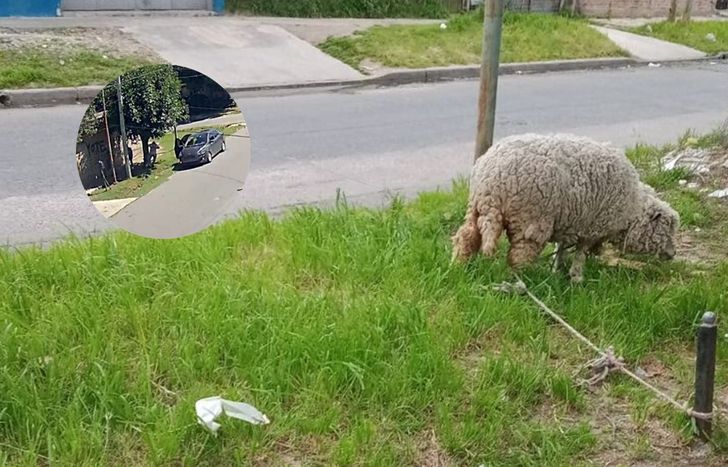 El robo quedó filmado y los dueños piden ayuda a los vecinos de Lomas de Zamora.
