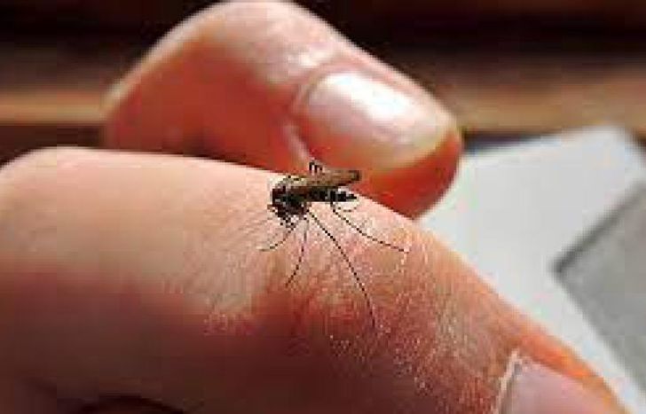 El Ministerio de Salud informó en las últimas sobre sobre la situación de los casos de dengue en la Argentina.