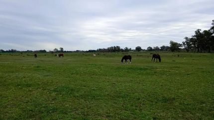 La rifa es para poder solventar los gastos de la ONG.