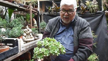 Héctor se dedica al cultivo de bonsái hace ya medio siglo.