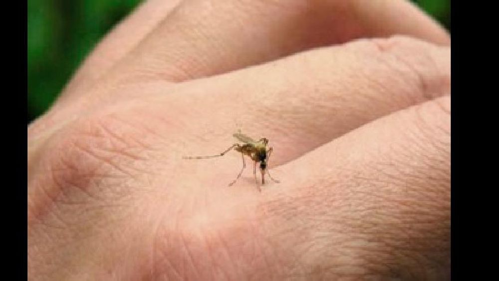 dengue-1