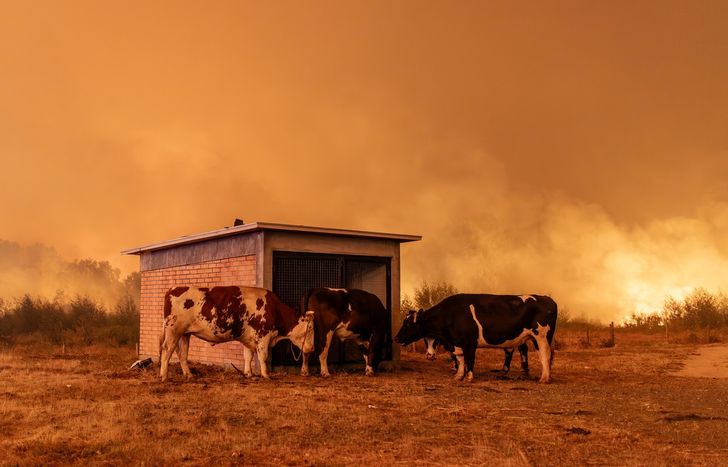 Qué dijo el gobierno de Javier Milei ante la catástrofe en Chile.