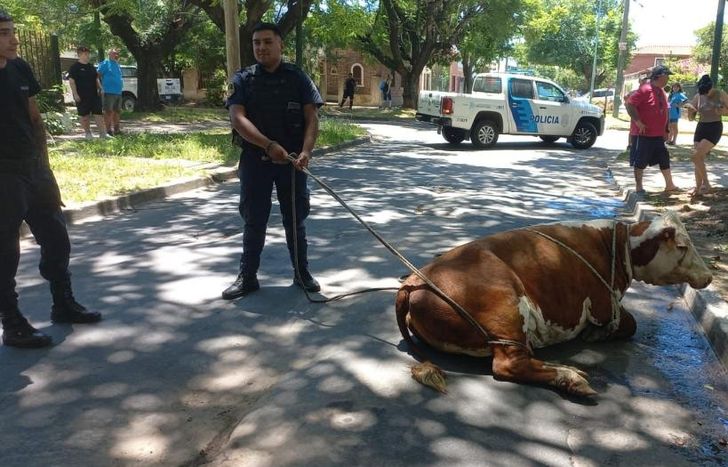 La vaca fue retenida por los vecinos y la Policía, y luego se ocupó Zoonosis.