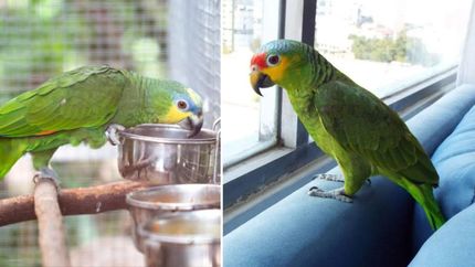 Desde Zoonosis del Municipio de Lomas alertaron sobre las irregularidades en las tenencias de loros.