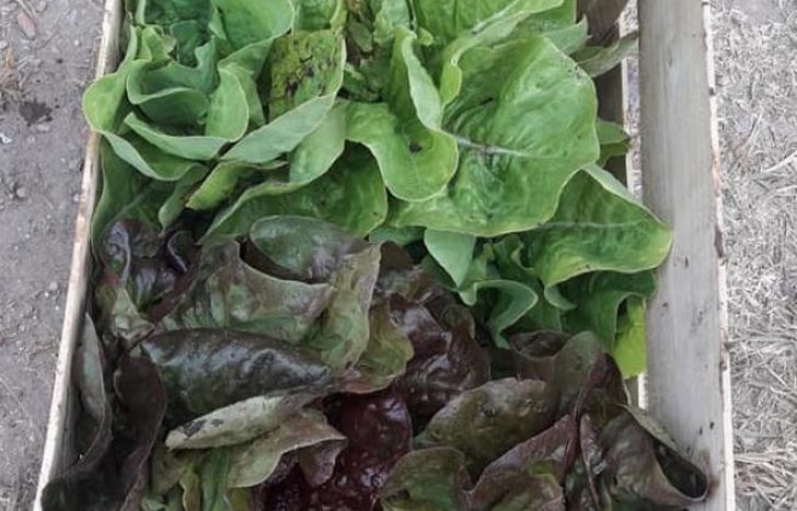 Lechuga morada y criolla.