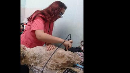 jornada de castracion masiva en temperley