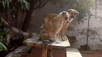 Ema y Tom son madre e hijo. Son muy unidos e inseparables. Ema y Tom son madre e hijo. Son muy unidos e inseparables.