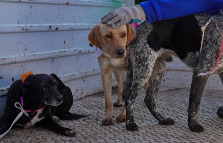 Zoonosis Lomas intervino rápidamente para rescatar y asistir a los perros.