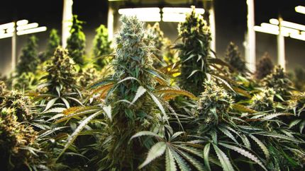 Se incautaron plantas y siete kilos de cogollos.