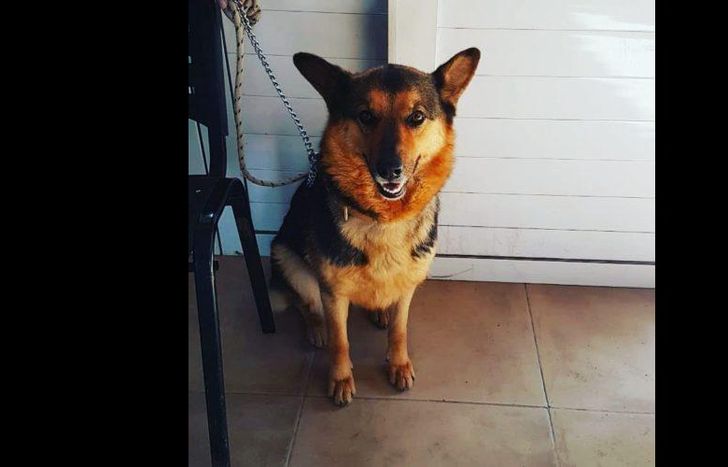 Hay que llevar DNI para la adopción responsable.