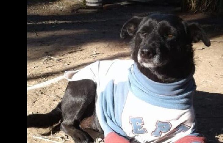 Negrita ya se ganó el cariño de todos los integrantes del espacio ubicado en Banfield.