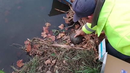 Personal de Defensa Civil libera al animal en el humedal del Parque Finky.
