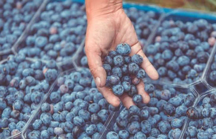 La inoculación del hongo para mejorar el desarrollo del arándano.