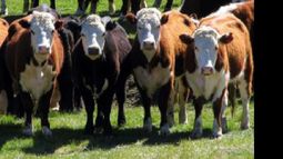 vacas