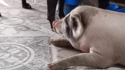 Actualmente, Benito vive en la casa de la proteccionista. Buscan hacerle un hogar en el refugio.