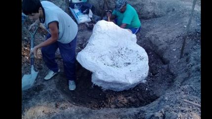 encontraron restos de un gliptodonte en buenos aires