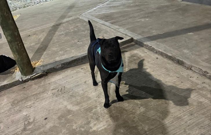 Los vecinos no ven a Obra desde fines de enero.