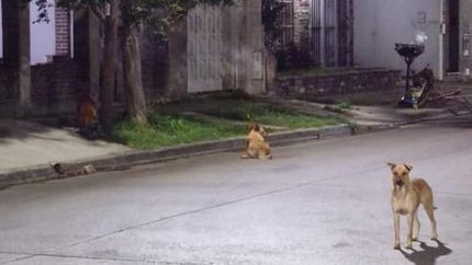 Uno de los vecinos les pudo sacar una foto.