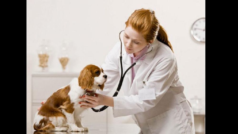 female vet cares for dog