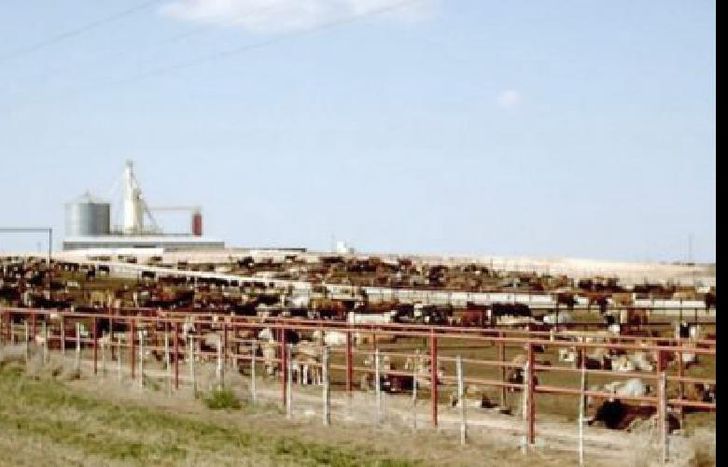 feedlots
