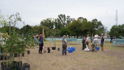 Avanza el plan de forestación urbana en Lomas.