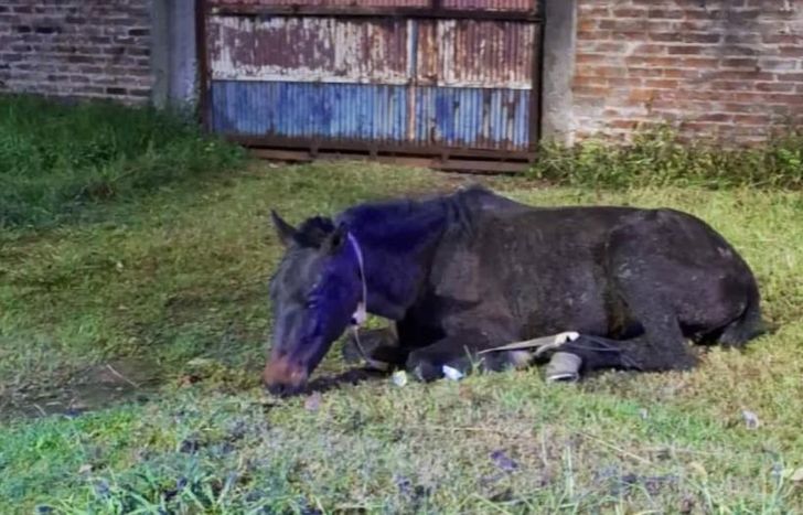 El caballo fue rescatado en un descampado de Lomas de Zamora.