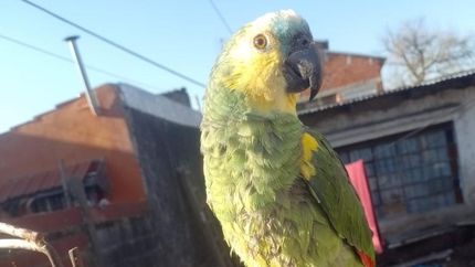 Diario La Unión | El loro, llamado Lucas, se perdió el pasado lunes en Barrio Parque Barón.