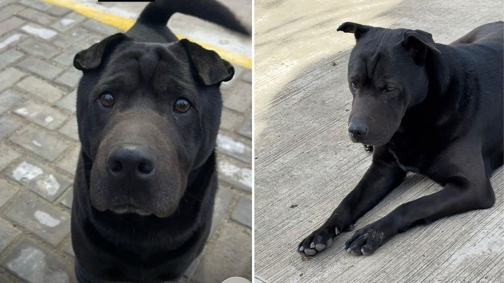 La comunidad de Banfield busca intensamente al perro, de quien no se sabe nada desde hace una semana. La comunidad de Banfield busca intensamente al perro, de quien no se sabe nada desde hace una semana.