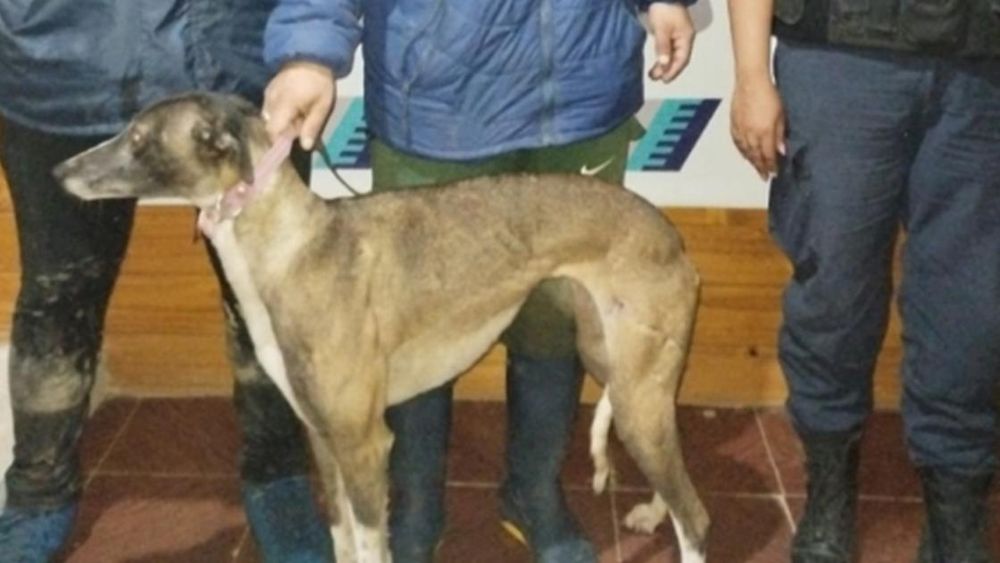 Entraron a cazar con galgos en Brandsen.