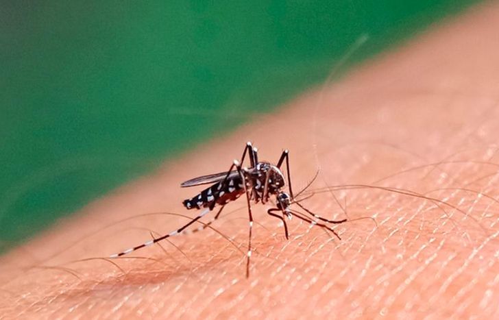 Ante el récord de casos de dengue, el Gobierno se reúne con ministros de salud de las provincias.