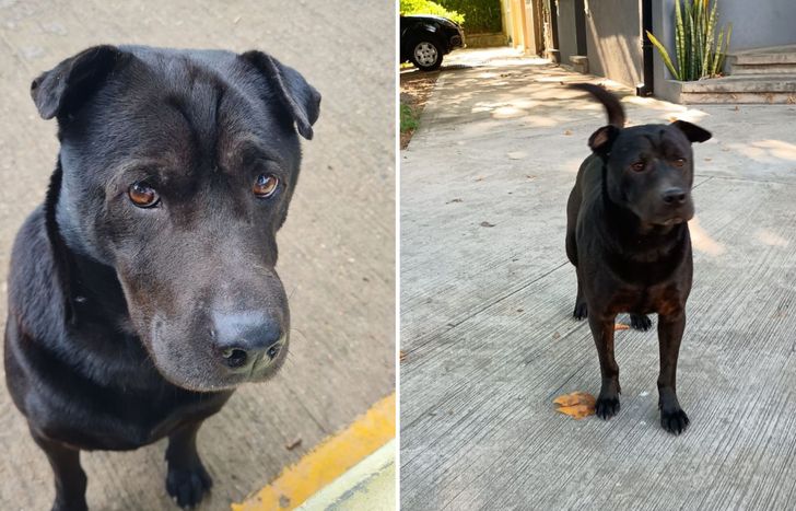 Obra vive frente a la Plaza Roberto Sánchez de Banfield. Desde el sábado que no se lo ve por la zona.
