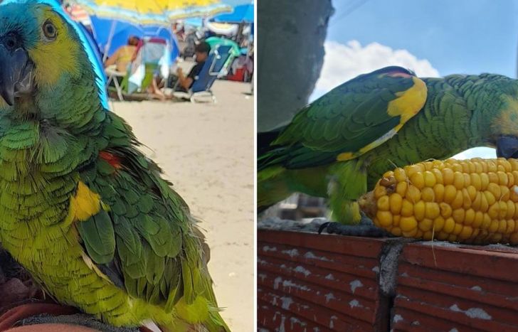 Pancho es buscado intensamente por su familia. Hay recompensa por su devolución.