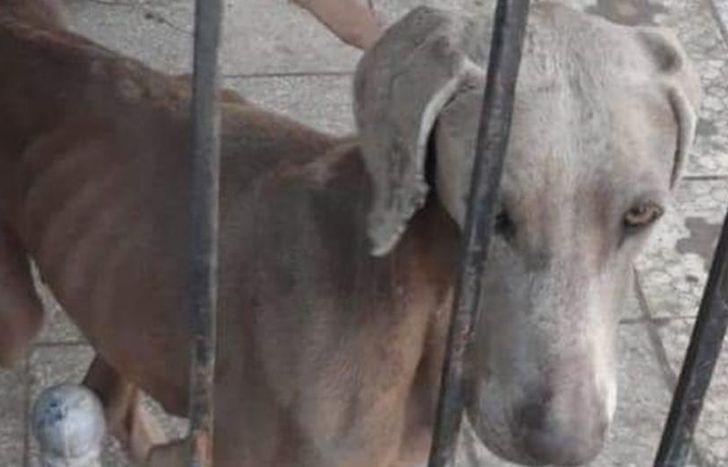 Una perra estaba desnutrida y se caía del hambre.