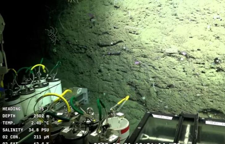 Científicos argentinos del CONICET transmiten desde 3.900 metros de profundidad en Mar del Plata.