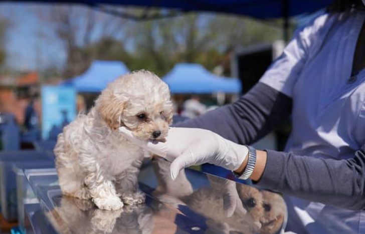 Hubo 135 operativos en los distintos barrios.