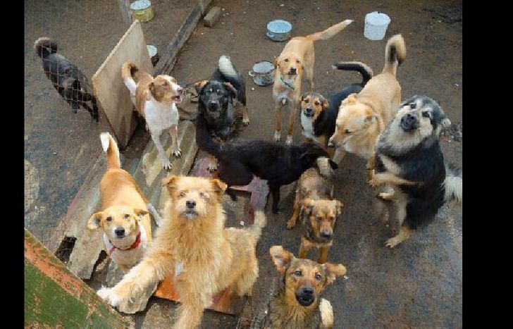 para tomar conciencia sobre el cuidado responsable de los animales.