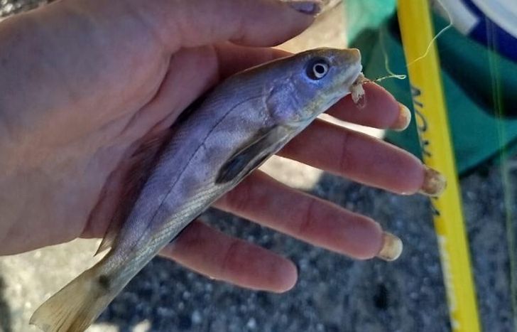 La pasión por la pesca las incentivó a crear cuentas en las redes sociales para difundir el deporte.