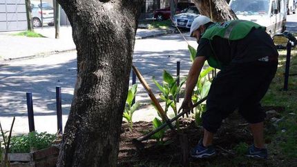 Entre 2020 y 2021, en Lomas se plantaron distintos ejemplares.