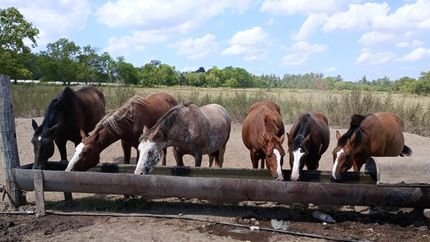Los elementos que se juntan sirven para solventar los gastos de Caballos Libres del Sur.