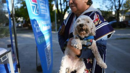En las últimas semanas castraron gratis a cientos de mascotas en Lomas. En las últimas semanas castraron gratis a cientos de mascotas en Lomas.