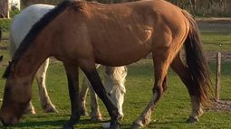 Los caballos reciben el cuidado necesario gracias a corazones solidarios y la ayuda vecinal.