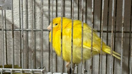 Había más de 100 aves en cautiverio. Había más de 100 aves en cautiverio.