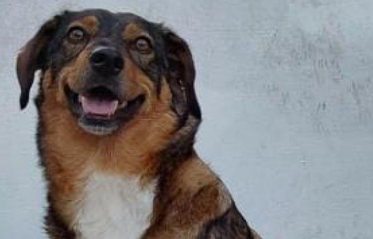 Tiene 6 años, está castrada y es mestiza.