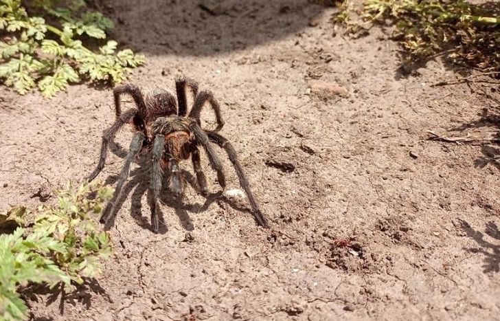 La araña es nativa de los talares y pastizales de la zona.