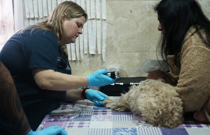 Vecinos de Llavallol podrán castrar gratis a sus mascotas.