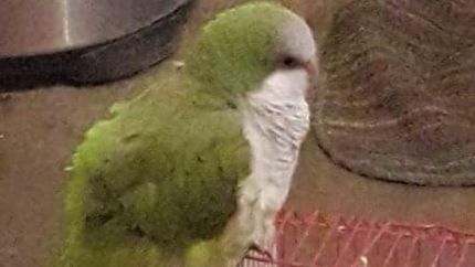 Panchito tiene que volver con Fabricio.
