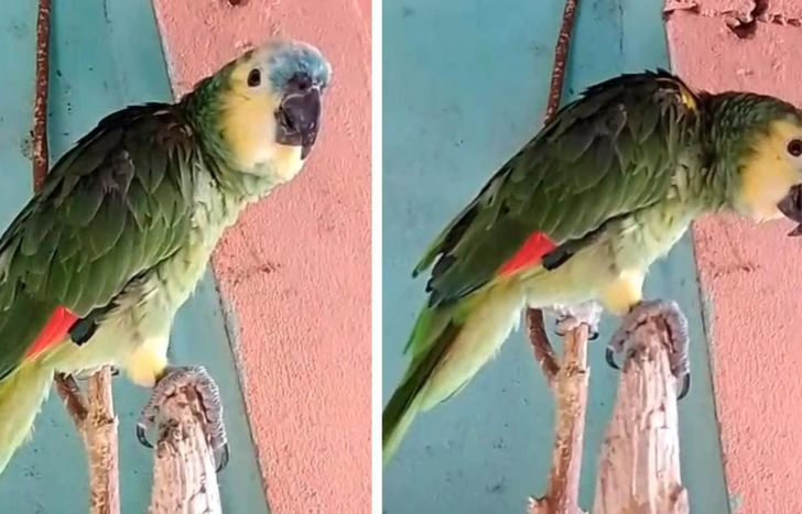 La familia de Lucas lo busca intensamente con el anhelo de reencontrarse con la mascota.