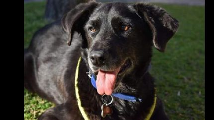 Tiene 12 años y fue rescatada a los tres meses. Las convulsiones son consecuencias del moquillo.