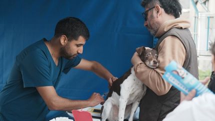 La vacuna antirrábica se aplica en el Hospital de Animales y en operativos barriales.