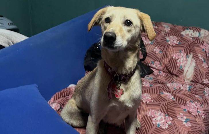 Encontraron a Leona, la perra desaparecida en un incendio.